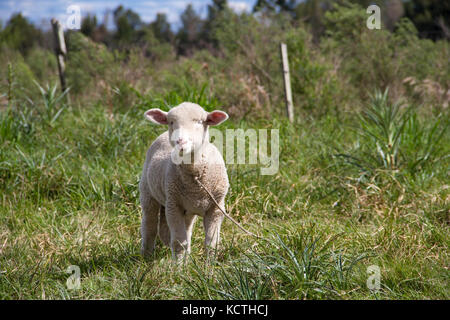 sheep farm in pampas argentina, province of santa fe Stock Photo