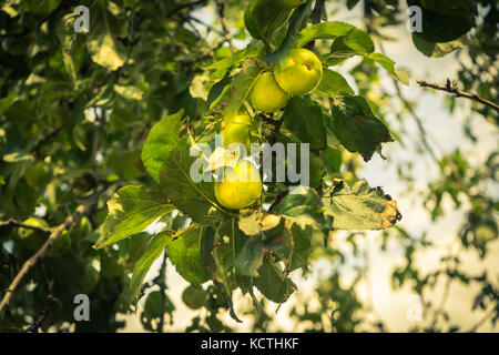 Fresh green apples hanging on a tree in Cyprus Stock Photo