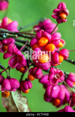 Euonymus europaeus 'Red Cascade', Spindle tree Stock Photo