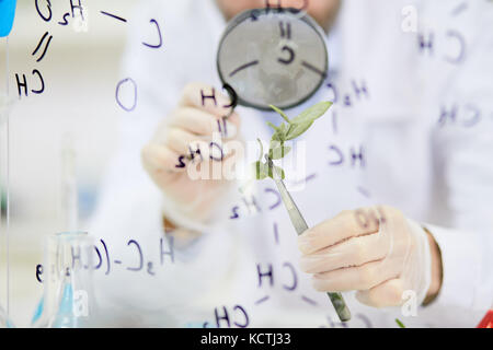 Studying Seedling under Magnifying Glass Stock Photo