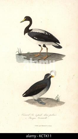 Magpie goose, Anseranas semipalmata, and crested auklet, Aethia cristatella. Handcoloured copperplate engraving from Rene Primevere Lesson's Complements de Buffon, Pourrat Freres, Paris, 1838. Stock Photo