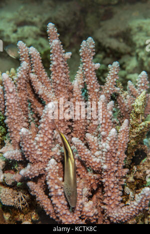 Hard Coral, Acropora hemprichii, Acroporidae, Sharm el Sheikh