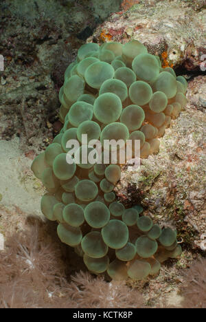 Bubble Anemone, Entacmaea quadricolor, Actinodendridae, Sharm el-Sheikh, Egypt, Red Sea Stock Photo