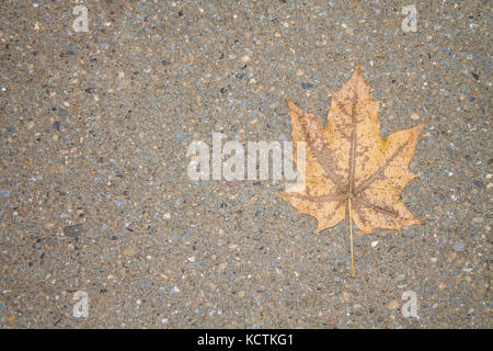 A lonely yellow leaf on a gray asphalt. Stock Photo