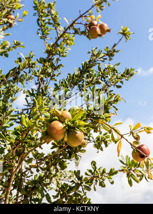 unripe pomegranate Fruit on Tree Branch in summer Stock Photo