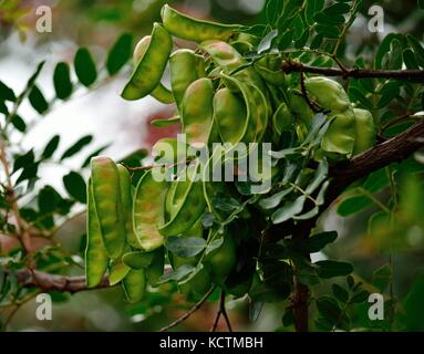Green fruits of carob tree on the branch Stock Photo