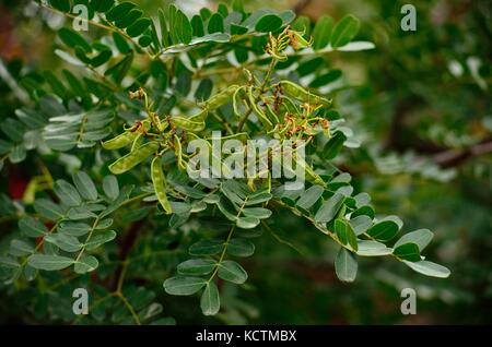 Branches of carob tree with small green fruits Stock Photo