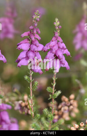 Dorset Heath - Erica ciliaris Stock Photo