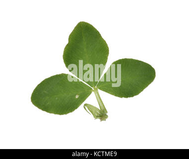 Alsike Clover - Trifolium hybridum Stock Photo