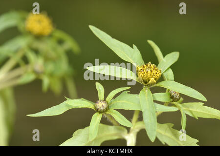Nodding Bur-marigold - Bidens cernua Stock Photo