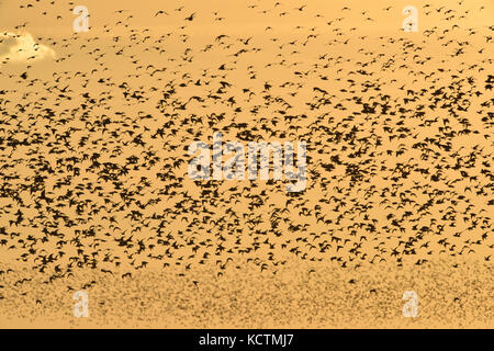 Knot - Calidris canutus - autumn flock in flight over Snettisham, Norfolk Stock Photo