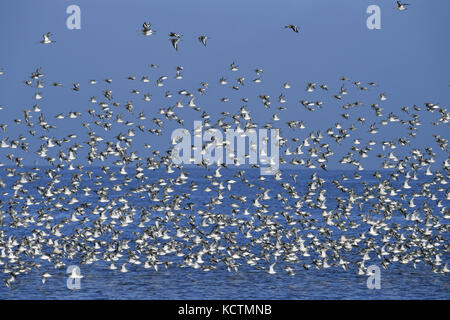 Mixed wader flock mainly Knot - Calidris canutus - Snettisham, Norfolk Stock Photo