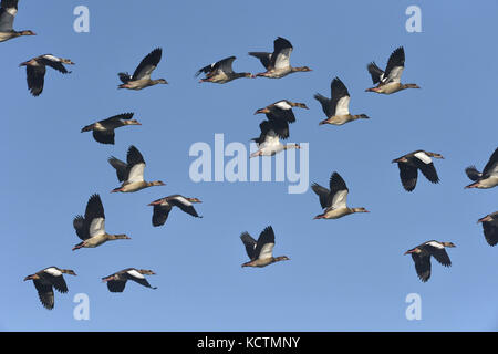 Egyptian Goose - Alopochen aegyptiacus Stock Photo
