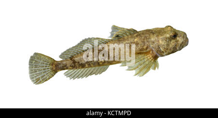 Bullhead - Cottus gobio Stock Photo