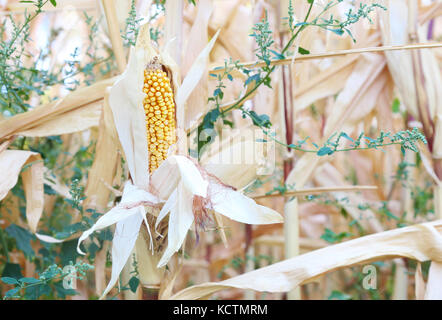 organic farming - corn crops on the stalk growing in the field Stock Photo