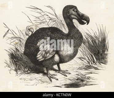 Extinct flightless bird, the Dodo, Raphus cucullatus. Woodblock engraving from Die Illustrirte Welt (The Illustrated World), Stuttgart, Germany, 1857. Stock Photo