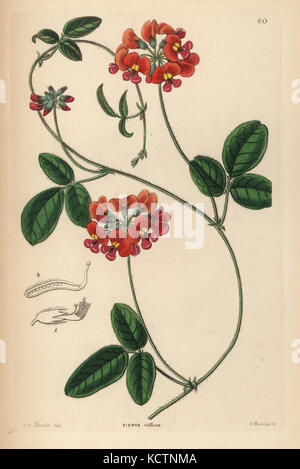 Villous zichya, Zichya villosa. Handcoloured copperplate engraving by G. Barclay after Miss Sarah Drake from John Lindley and Robert Sweet's Ornamental Flower Garden and Shrubbery, G. Willis, London, 1854. Stock Photo