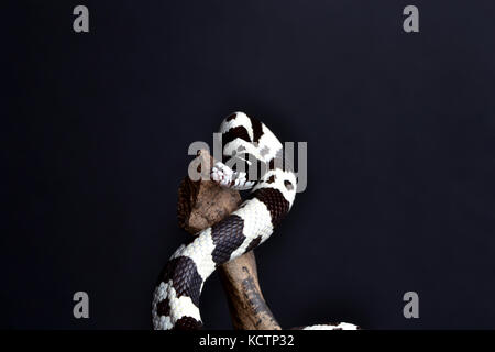 Californian Kingsnake (Lampropeltis getula californiae) on a tripod in a studio with a black background. Stock Photo