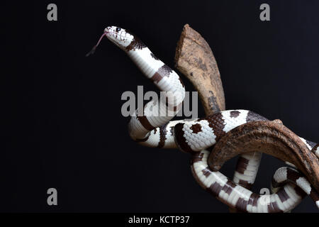Californian Kingsnake (Lampropeltis getula californiae) on a tripod in a studio with a black background. Stock Photo