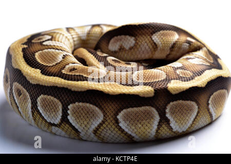 A ball python (Python regius) balled up in the studio with a white background. Stock Photo