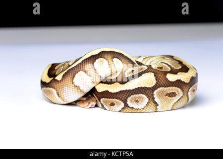 A ball python (Python regius) balled up in the studio with a white background. Stock Photo