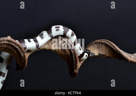 Californian Kingsnake (Lampropeltis getula californiae) on a tripod in a studio with a black background. Stock Photo