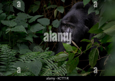 Silverback gorilla peers through forest Stock Photo