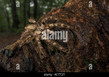 Yellow-thigh tarantula on a wet tree bark at Matheran, Maharashtra, India. Stock Photo