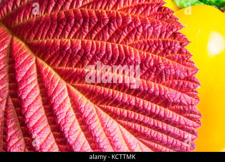 Beautiful texture of the red sheet of the raspberry in autumn season Stock Photo