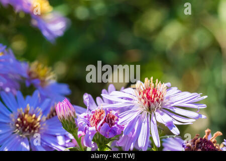 Beautiful meadow purple flowers also known as Aster amellus or European Michaelmas-daisy. Close-up shot. Stock Photo