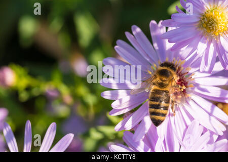 The honey bee sitting on a flower (Aster amellus) and feeding on nectar.  Close-up with selective focus. Stock Photo