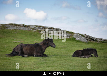 Brown mare, pony, horse and her baby foal lying on the grass in front of a tor in Dartmoor National Park, UK Stock Photo