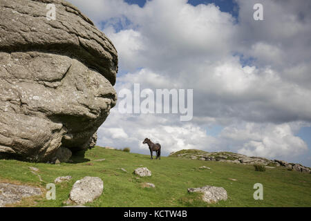 Wild pony stands by a tor in Darmoor National Park. Stock Photo