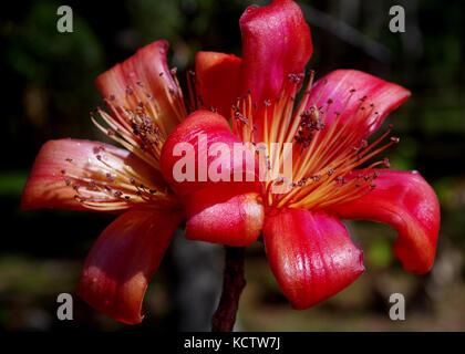 Red Silk Cotton Tree, Bombax Ceiba Stock Photo