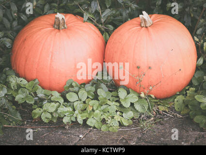 Two pumpkins in a garden outdoor Stock Photo