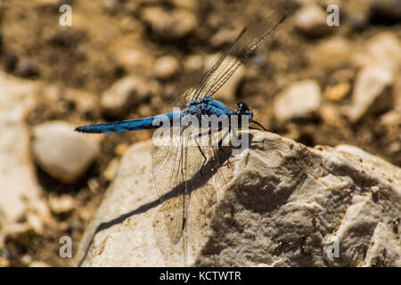 A blue dragonfly standing on a rock Stock Photo