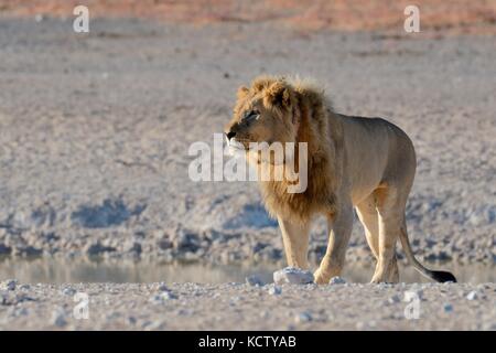 African lion (Panthera leo) at a waterhole, with tracking collar, walking, Etosha National Park, Namibia, Africa