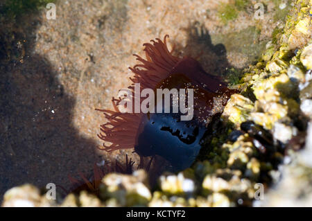 Small sea anemome in coastal rock pool Stock Photo