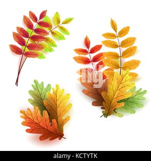 Autumn leaves set, isolated on white background. Rowan tree, oak Stock Vector