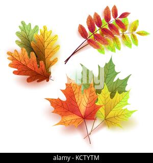 Autumn leaves set, isolated on white background. Rowan tree, oak Stock Vector