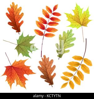 Autumn leaves set, isolated on white background. Rowan tree, oak Stock Vector