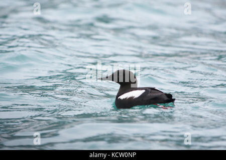 Black Quillemot or Tystie (Cepphus grylle) swimming Stock Photo