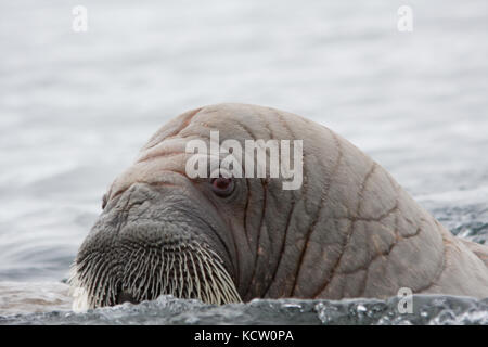 Curious Walrus (Odobenus rosmarus) Stock Photo