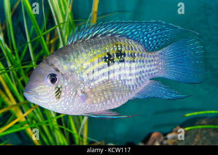 Blue acara (Andinoacara pulcher) in a planted aquarium Stock Photo