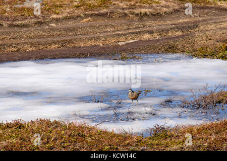 Dotterel (Charadrius morinellus) in summer breeding plumage on a frozen pond in Arctic Tundra landscape on Mount Storsteinen. Tromso, Troms, Norway Stock Photo