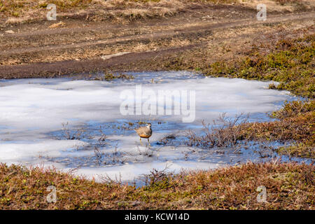 Dotterel (Charadrius morinellus) in summer breeding plumage on a frozen pond in Arctic Tundra landscape on Mount Storsteinen. Tromso, Troms, Norway Stock Photo