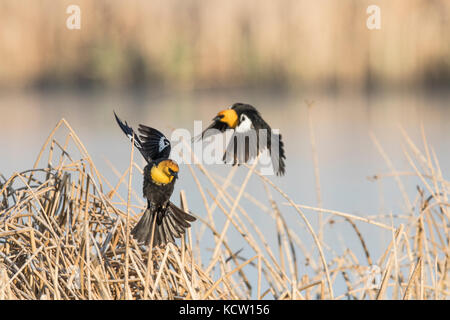 Yellow Headed Blackbird (Xanthocephalus xanthocephalus) Brillant colored, two males in flight, battling for spot. Rural Alberta, Canada Stock Photo