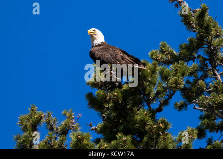 Bald Eagle (Haliaeetus leucocephalus) Perched on a tree top, looking for food. Cranbrook area, British Columbia, Canada