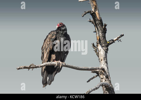 Turkey Vulture (Cathartes aura) Turkey Vulture, with red head, sitting on a tree branch, resting. Full veiw looking camera left. Cranbrook, BC, Canada Stock Photo