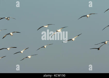 Snow Goose White Phase (Chen caerulescens) In flight across prairie, beautiful white bird. Kindersly, Saskatchewan, Canada Stock Photo